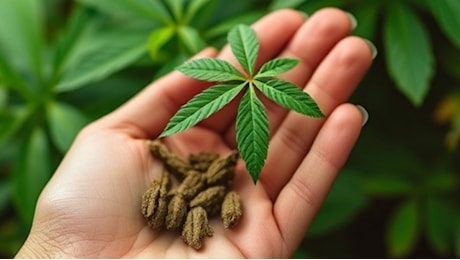 Arresto cardiaco a 22 anni dopo la tisana al kratom: il caso