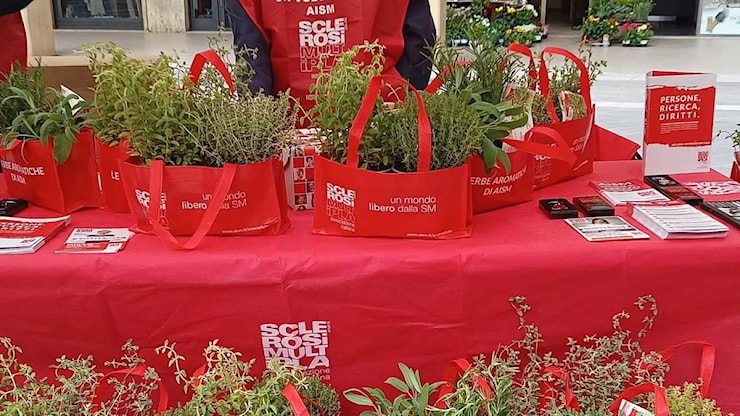 Sabato 23 e domenica 24 maggio le “Erbe Aromatiche di AISM” tornano anche in provincia di Arezzo - La Nazione