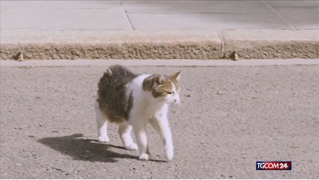 Regno Unito, il gatto Larry attende il nuovo premier Burnham