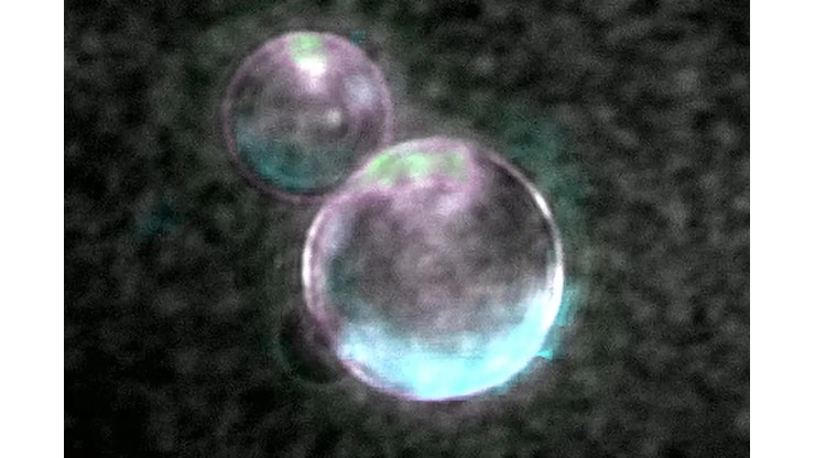 SpudCell: creata una cellula vivente da zero? Non proprio - Focus.it