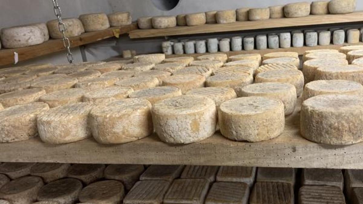 Formaggio a latte crudo, nuovo prodotto sequestrato in val di Fiemme: «Lotto contaminato da Escherichia coli»