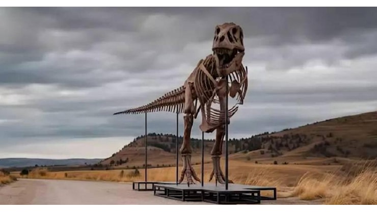Record da Sotheby's per Gus Rex: oltre 50 milioni di dollari per uno dei T-Rex più grandi del mondo - RaiNews