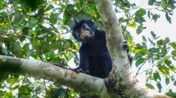 Nuova specie di scimmia in Congo: il Likweli svelato dopo 20 anni
