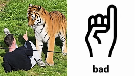 Uomo entra nel recinto delle tigri e muore sbranato allo zoo in Inghilterra