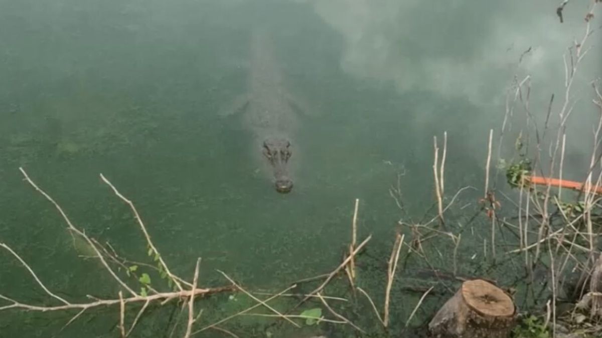A Pistoia è allarme coccodrillo: si cerca da giorni, ma dell'animale non c'è traccia