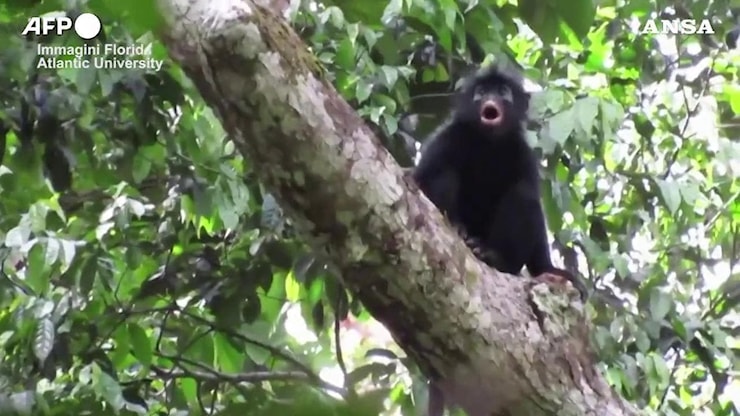 Congo, in un video la scimmia misteriosa: dopo 20 anni la conferma della nuova specie - la Repubblica