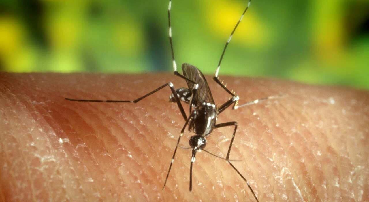 West Nile, primo caso registrato nel Vicentino: la paziente non aveva fatto viaggi all'estero