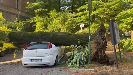 Tempesta di vento e pioggia sul Bolognese, le immagini e la conta dei danni