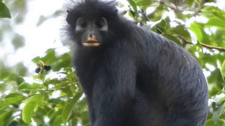Labbra arancioni e sguardo da attore. Scoperta in Africa una nuova specie di scimmia misteriosa - la Repubblica