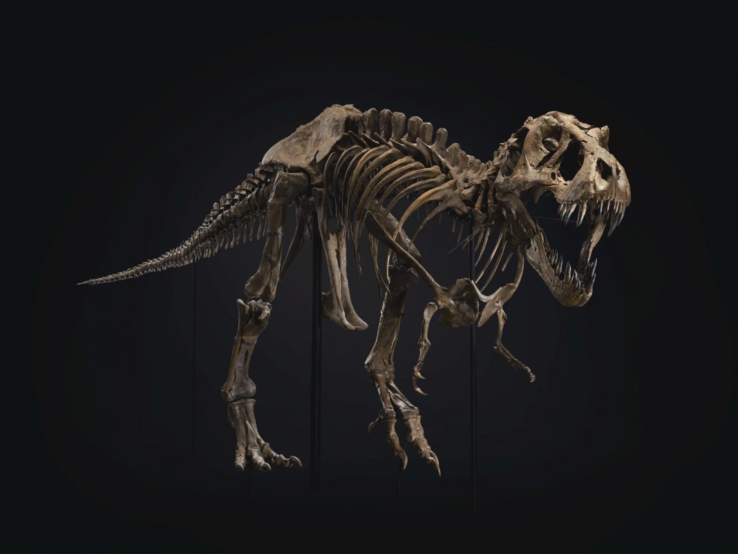 Che fine fanno i dinosauri da record? Stan, il T-Rex da $ 31,8 milioni, è in mostra ad Abu Dhabi