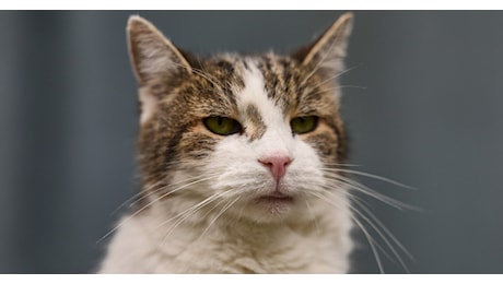 Larry il gatto di Downing Street e il suo settimo premier