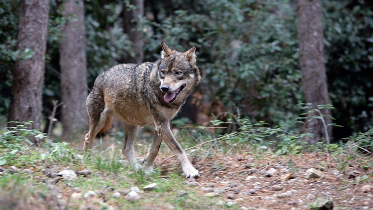 Bimba aggredita da un animale agli impianti sportivi, il sindaco di Arrone: “Era un lupo, l’ho visto personalmente”