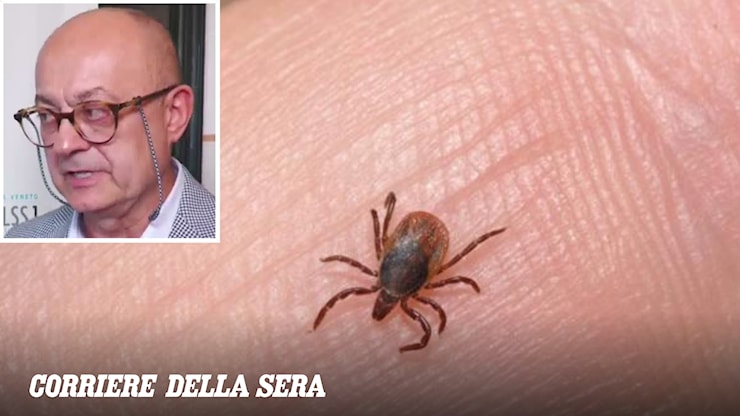 Morsi di zecca ed encefaliti gravi, come proteggersi e riconoscere i sintomi: «Una su 4 è infetta, non schiacciatele. Usate i vestiti giusti e dopo una gita controllate anche i cani» - Corriere del Trentino