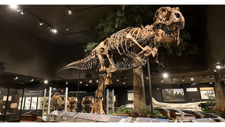 Gus Rex, the Tyrannosaurus rex sold by Sotheby’s for over 50 million dollars, sets a new world record for a fossil - Il Sole 24 ORE
