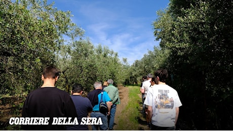 Raccolta delle olive sul Garda e in Toscana, annata 2026 tra le migliori degli ultimi anni