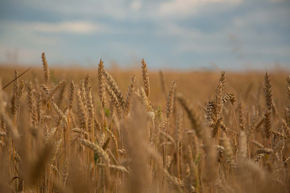 Grano duro, si produce in perdita: l'allarme di Confagricoltura