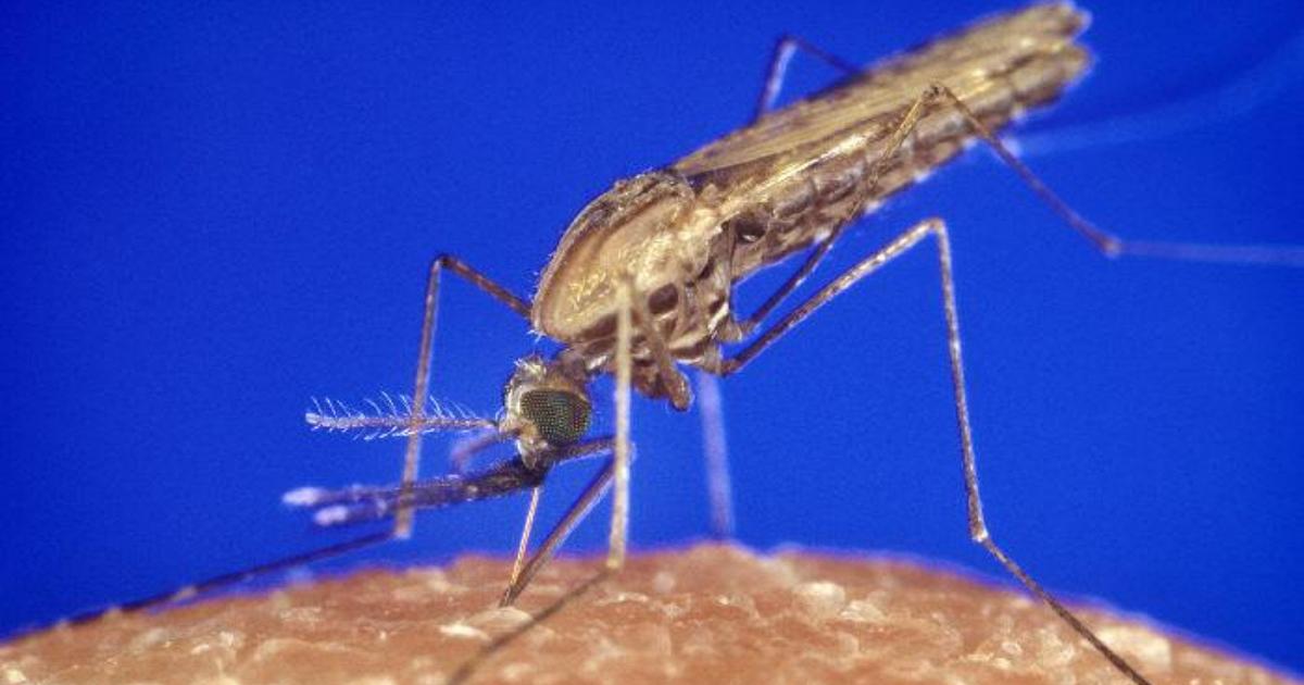 Zanzara tigre, batterio riduce del 90% la capacità di riprodursi