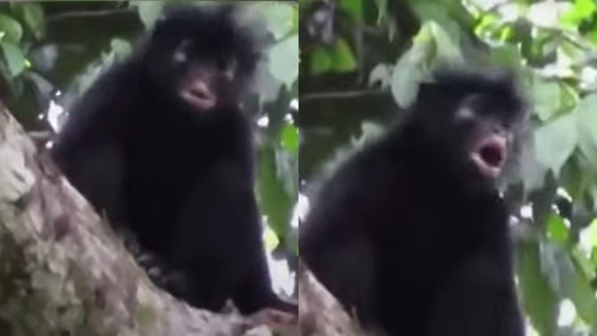 Per quasi vent'anni è rimasta un mistero: identificata una nuova specie di scimmia nascosta nelle foreste del Congo