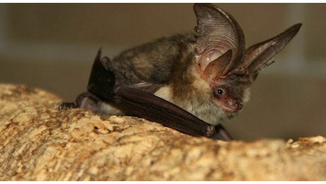 La rabbia dopo il contatto con un pipistrello: la tragedia del bambino di 11 anni in Canada