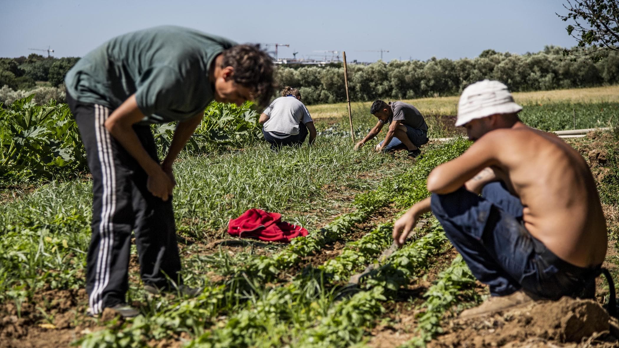 Mantova, Haddad Taher muore mentre è al lavoro nei campi: ipotesi malore per il caldo, aveva 55 anni