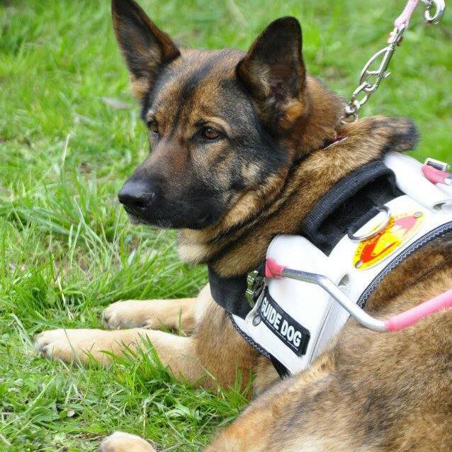 IL CANE GUIDA SULLA SCALA MOBILE DI BELLUNO (accede per Legge dello Stato!)